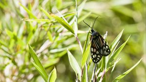 Preview wallpaper butterfly, leaves, plants, macro, blur