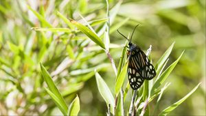 Preview wallpaper butterfly, leaves, plants, macro, blur