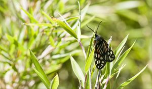 Preview wallpaper butterfly, leaves, plants, macro, blur