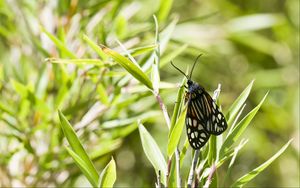 Preview wallpaper butterfly, leaves, plants, macro, blur
