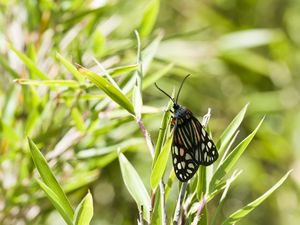 Preview wallpaper butterfly, leaves, plants, macro, blur