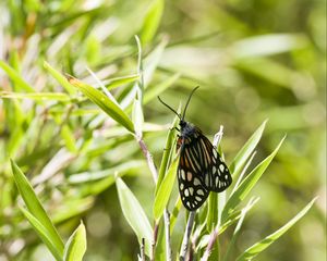 Preview wallpaper butterfly, leaves, plants, macro, blur