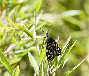 Preview wallpaper butterfly, leaves, plants, macro, blur