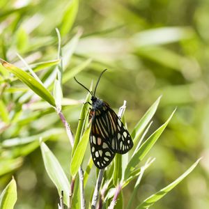 Preview wallpaper butterfly, leaves, plants, macro, blur