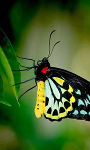 Preview wallpaper butterfly, leaves, plants, patterns