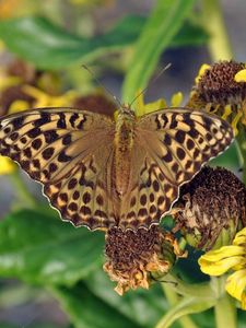 Preview wallpaper butterfly, leaves, plants, flowers, dry