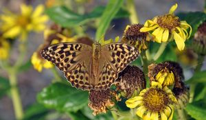 Preview wallpaper butterfly, leaves, plants, flowers, dry