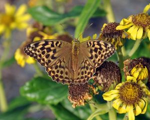 Preview wallpaper butterfly, leaves, plants, flowers, dry