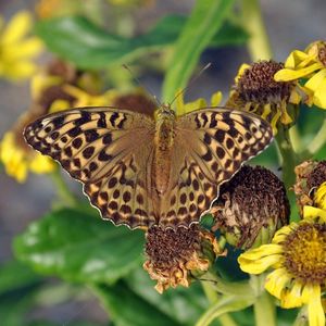 Preview wallpaper butterfly, leaves, plants, flowers, dry