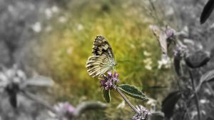 Preview wallpaper butterfly, leaves, stones, flowers