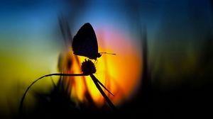 Preview wallpaper butterfly, light, shadow, flower, silhouette