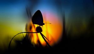 Preview wallpaper butterfly, light, shadow, flower, silhouette