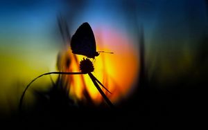 Preview wallpaper butterfly, light, shadow, flower, silhouette