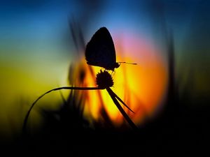 Preview wallpaper butterfly, light, shadow, flower, silhouette