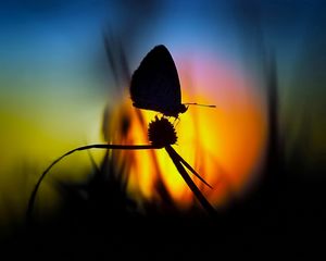 Preview wallpaper butterfly, light, shadow, flower, silhouette