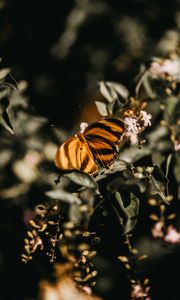 Preview wallpaper butterfly, lilac, branch, flowers, insect