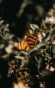 Preview wallpaper butterfly, lilac, branch, flowers, insect