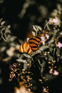 Preview wallpaper butterfly, lilac, branch, flowers, insect