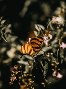 Preview wallpaper butterfly, lilac, branch, flowers, insect