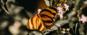 Preview wallpaper butterfly, lilac, branch, flowers, insect