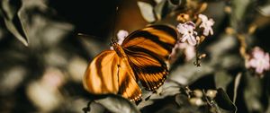 Preview wallpaper butterfly, lilac, branch, flowers, insect