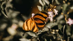 Preview wallpaper butterfly, lilac, branch, flowers, insect