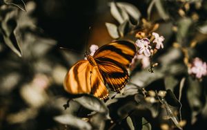 Preview wallpaper butterfly, lilac, branch, flowers, insect