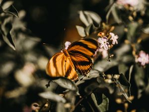 Preview wallpaper butterfly, lilac, branch, flowers, insect