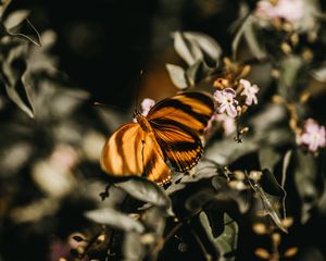 Preview wallpaper butterfly, lilac, branch, flowers, insect