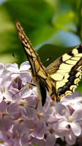 Preview wallpaper butterfly, lilac, flowers, branches