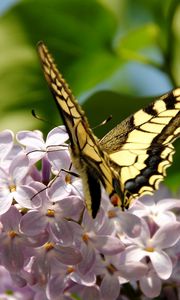 Preview wallpaper butterfly, lilac, flowers, branches