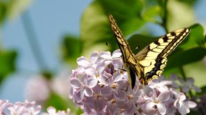 Preview wallpaper butterfly, lilac, flowers, branches