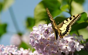 Preview wallpaper butterfly, lilac, flowers, branches