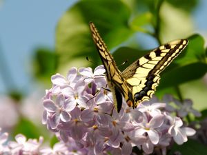 Preview wallpaper butterfly, lilac, flowers, branches