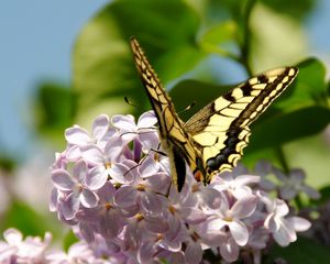 Preview wallpaper butterfly, lilac, flowers, branches