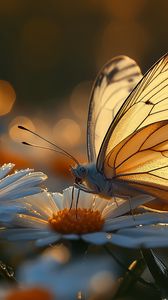 Preview wallpaper butterfly, macro, daisies, light, art