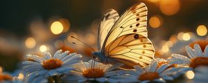 Preview wallpaper butterfly, macro, daisies, light, art