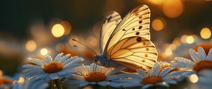 Preview wallpaper butterfly, macro, daisies, light, art