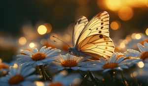 Preview wallpaper butterfly, macro, daisies, light, art