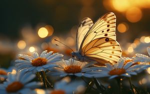 Preview wallpaper butterfly, macro, daisies, light, art