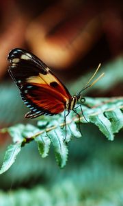 Preview wallpaper butterfly, macro, fern, leaves, plant