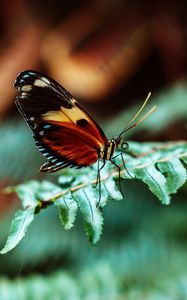 Preview wallpaper butterfly, macro, fern, leaves, plant