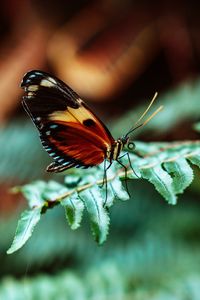 Preview wallpaper butterfly, macro, fern, leaves, plant