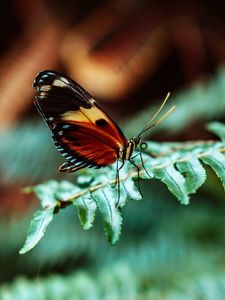 Preview wallpaper butterfly, macro, fern, leaves, plant