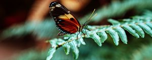 Preview wallpaper butterfly, macro, fern, leaves, plant