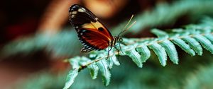 Preview wallpaper butterfly, macro, fern, leaves, plant