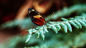 Preview wallpaper butterfly, macro, fern, leaves, plant