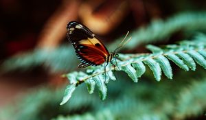 Preview wallpaper butterfly, macro, fern, leaves, plant