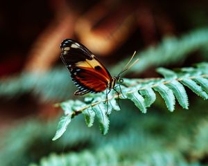 Preview wallpaper butterfly, macro, fern, leaves, plant