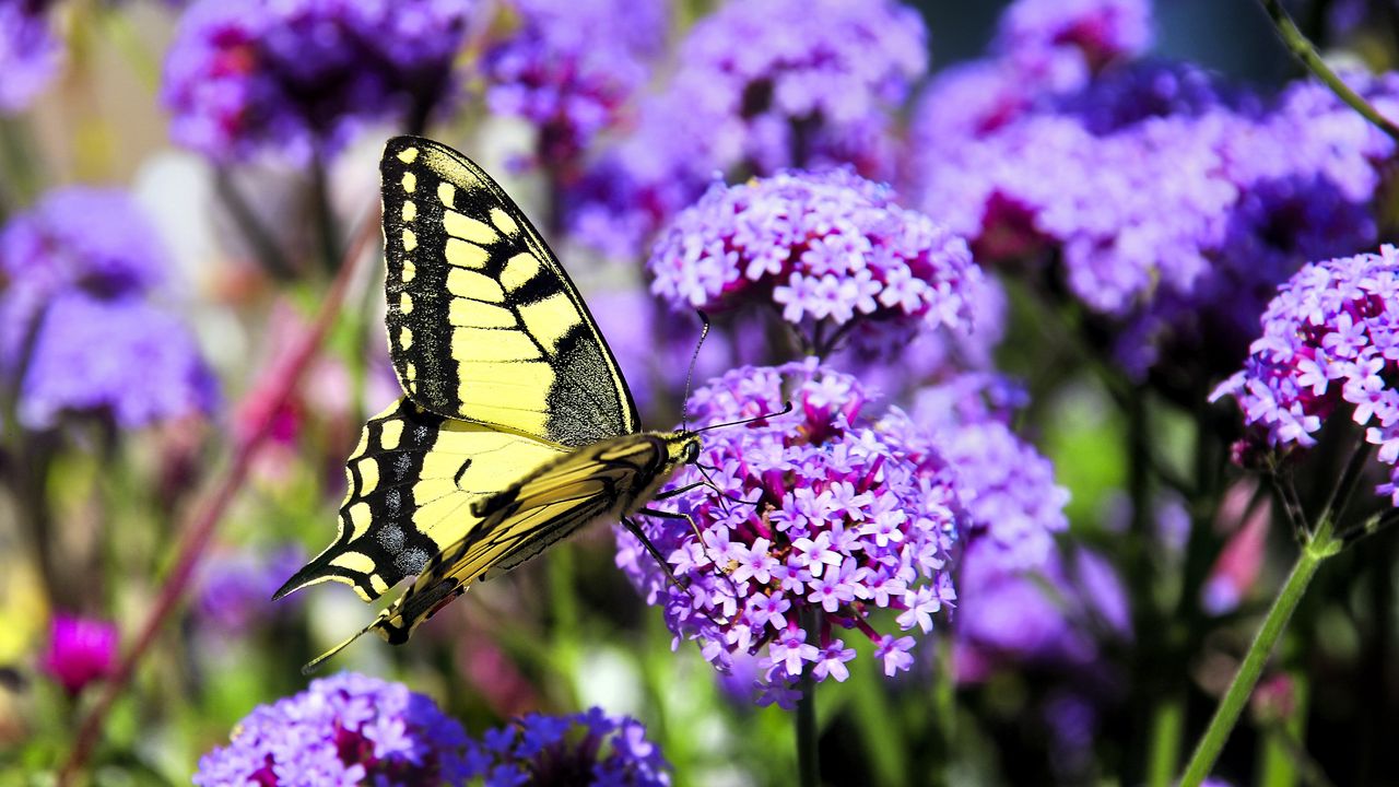 Wallpaper butterfly, macro, flower, blur, purple, yellow